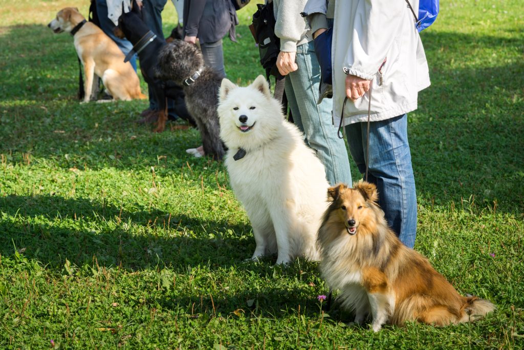 Das Bild zeigt mehrere Hunde, die sich mit ihren Besitzern in der Hundeschule befinden.