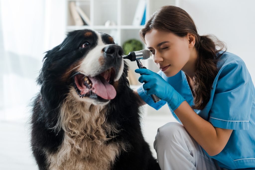 Das Bild zeigt einen Hund beim Tierarzt.